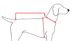 Как правильно измерить собаку